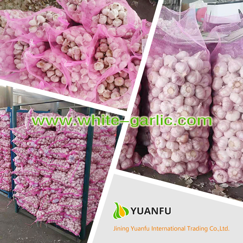 garlic suppliers